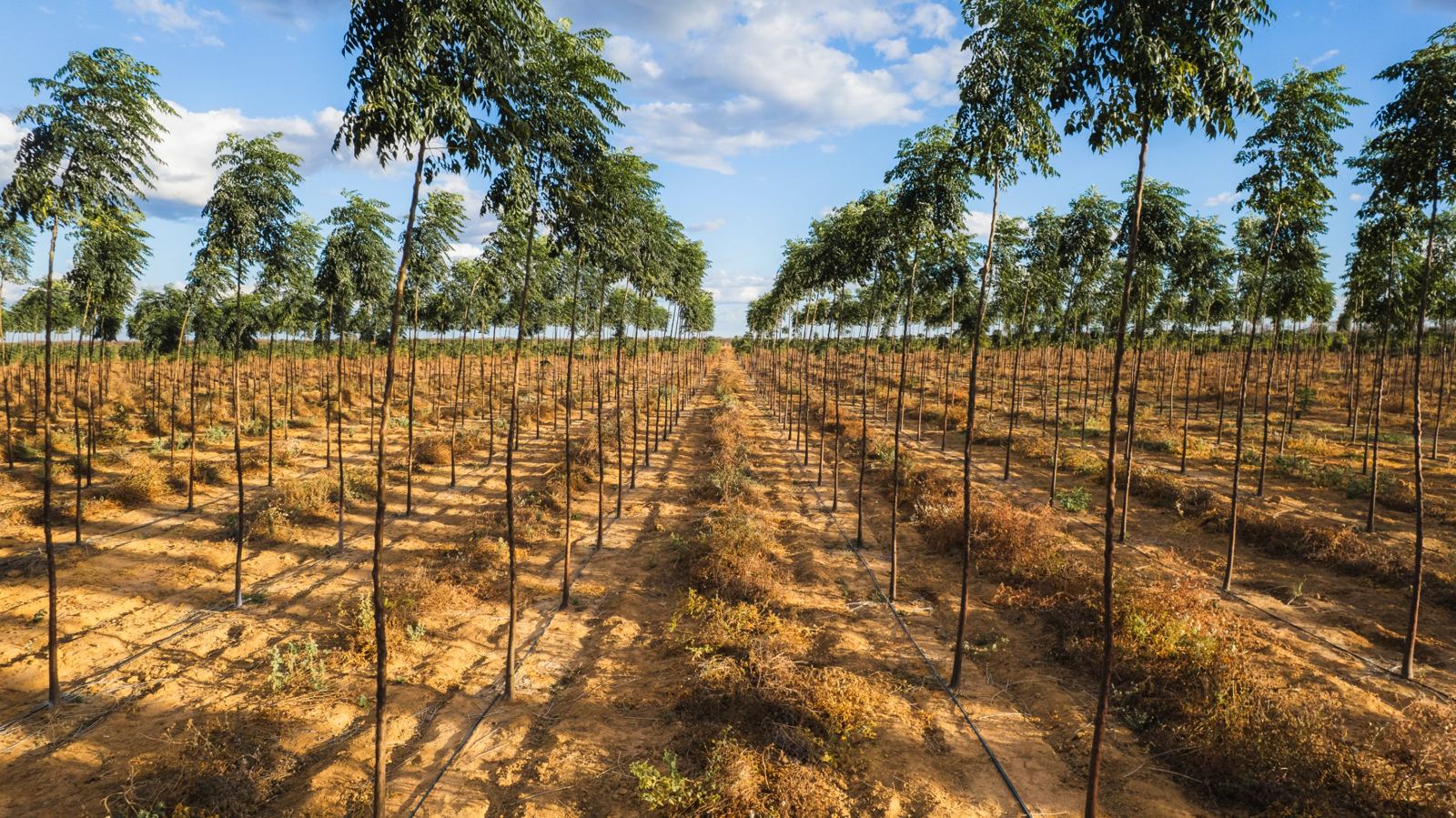 One-year-old Mogno Bahia® rows in Forest 1, with drip irrigation lines