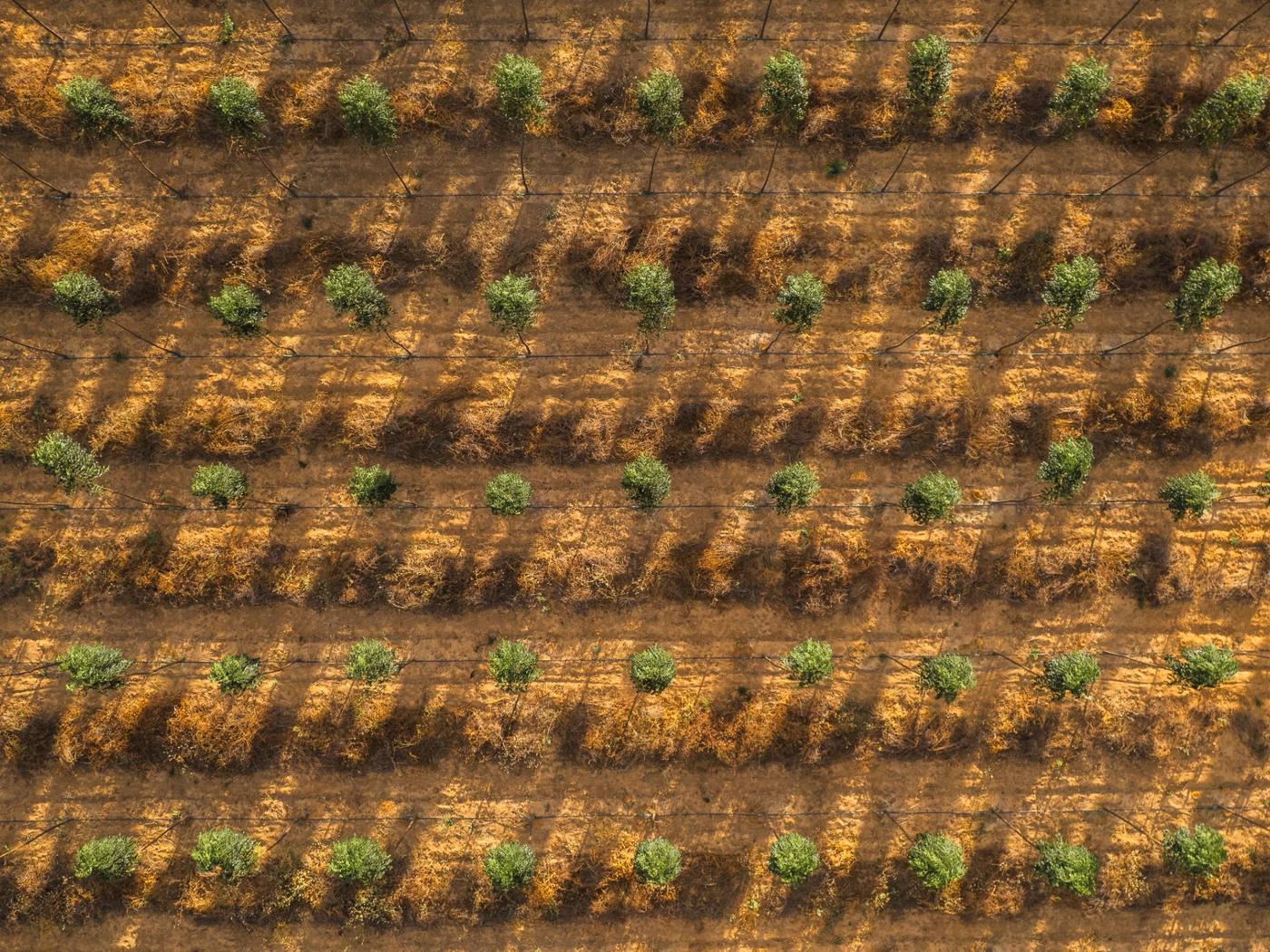 Top-down aerial view of Mogno Bahia® planting rows, with drip lines along each row