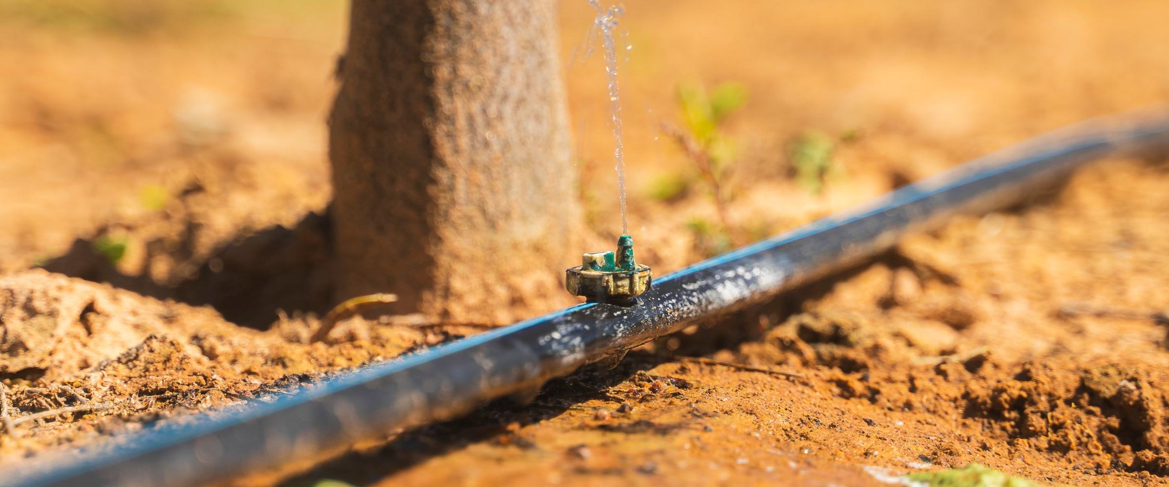 Drip irrigation emitter next to the trunk of a Mogno Bahia® tree, releasing a fine jet of water