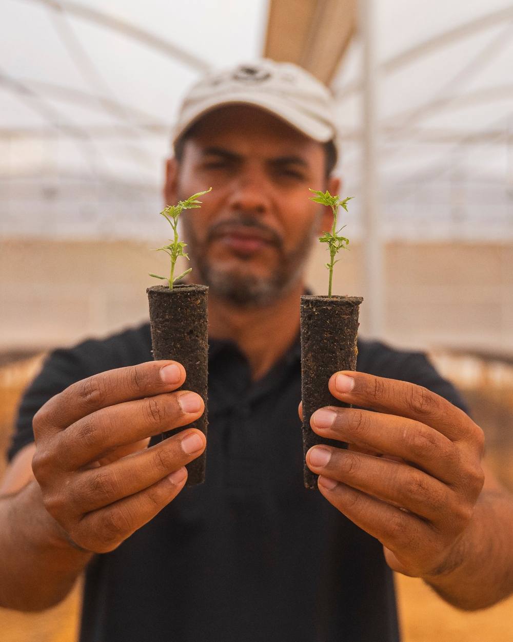 GWG technician holding two young Mogno Bahia® plants in the nursery