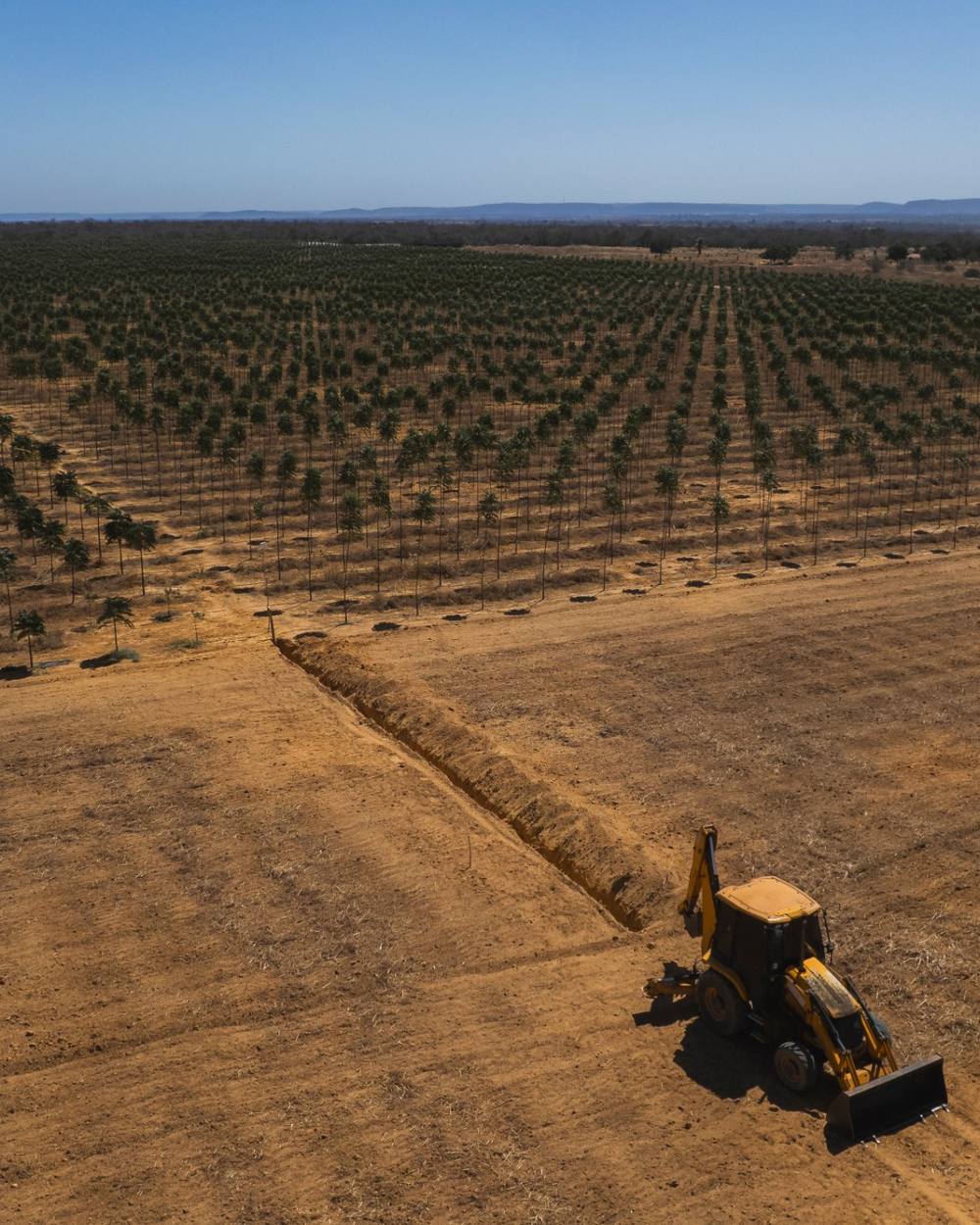 Tractor preparing the soil between the rows of a new forest