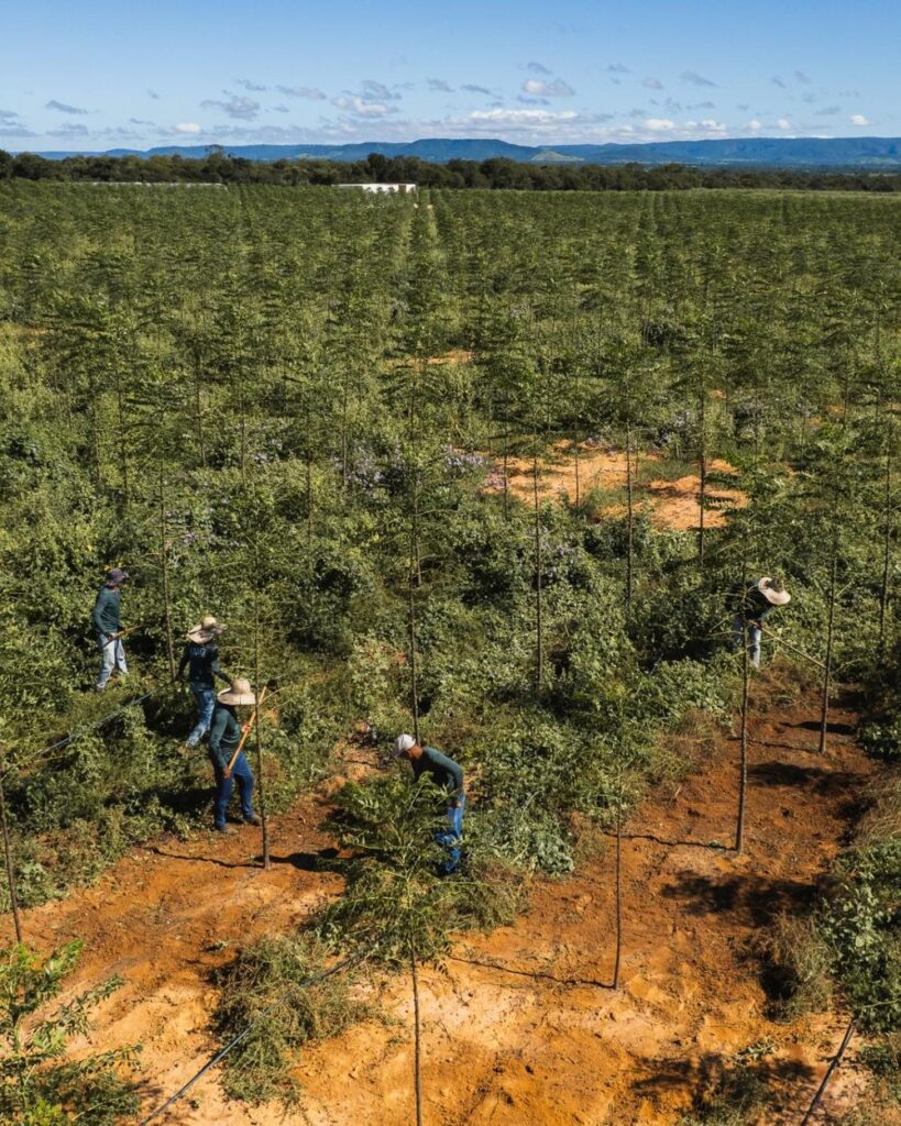 Manejo numa floresta de Mogno Bahia®, um exemplo do que é silvicultura na prática