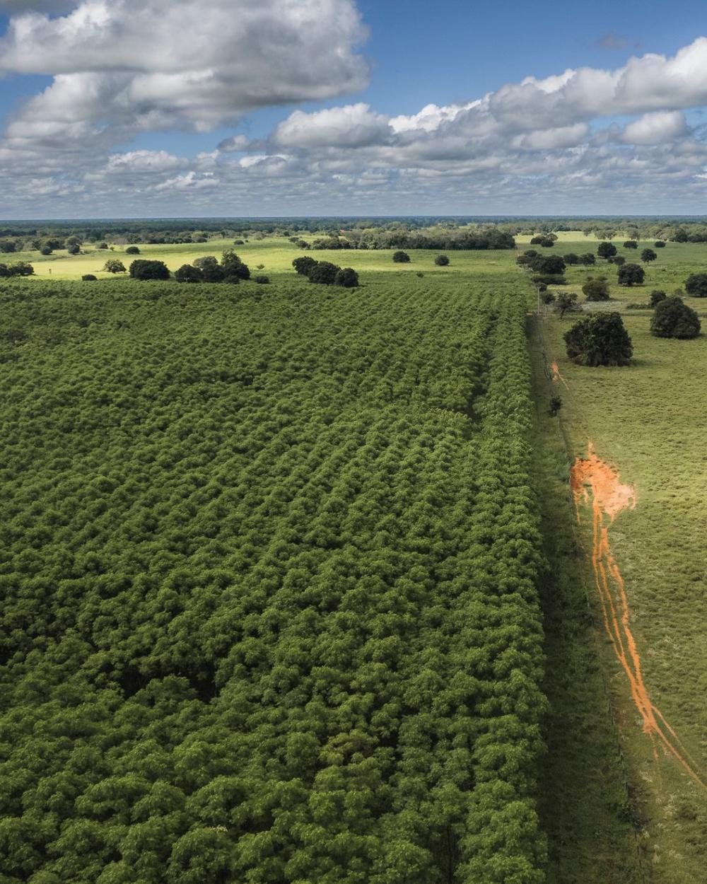 Aerial view of a four-year-old Mogno Bahia® forest, approaching its first harvest