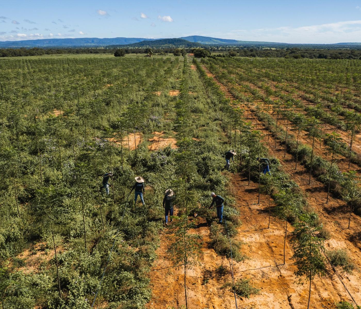GWG team managing a Mogno Bahia® forest, with the hills in the background