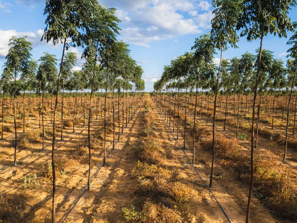 Rows of the Mogno Bahia® forest planted in 2025, with drip irrigation