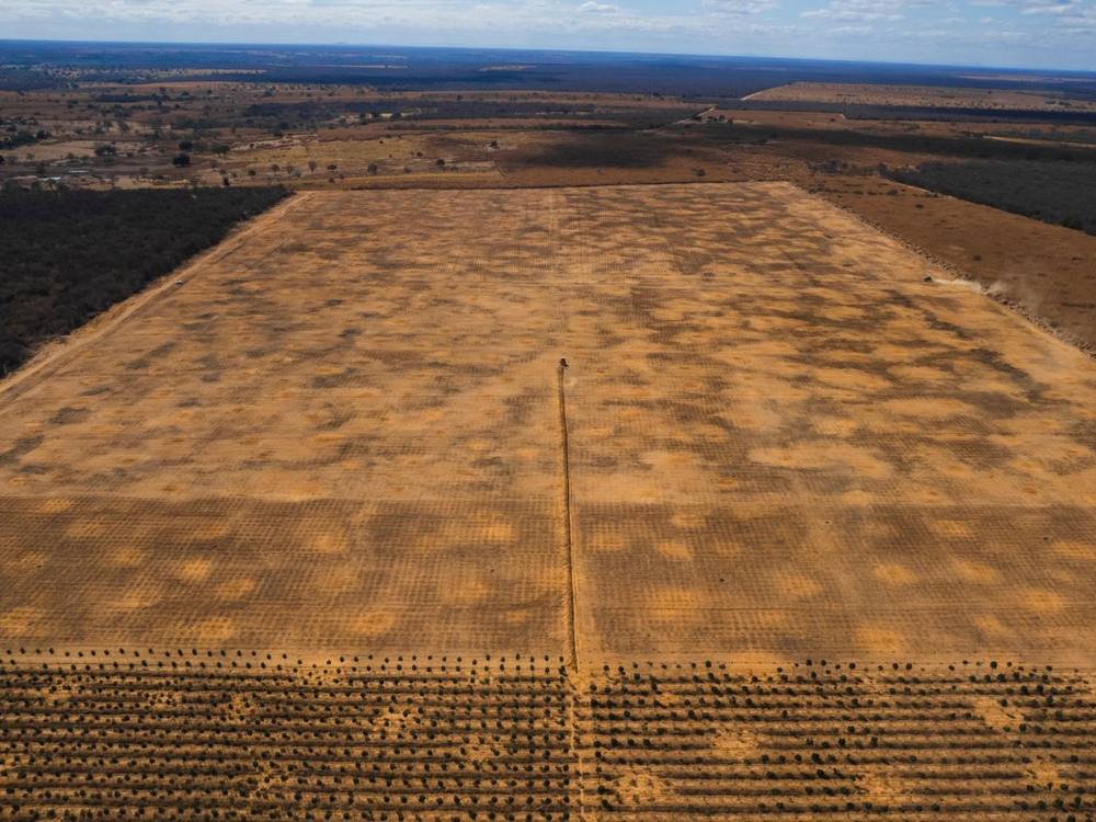 Aerial view of the 25 hectares of the 2026 forest being prepared for planting