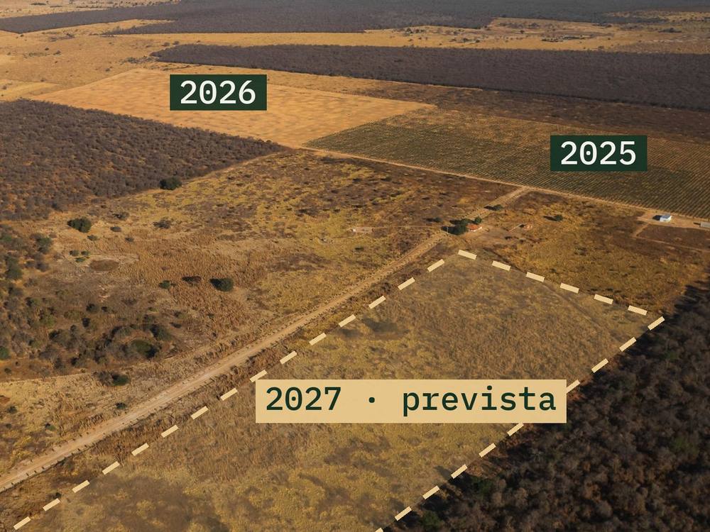 Vista aérea da fazenda com a área prevista para a floresta de 2027 demarcada em tracejado