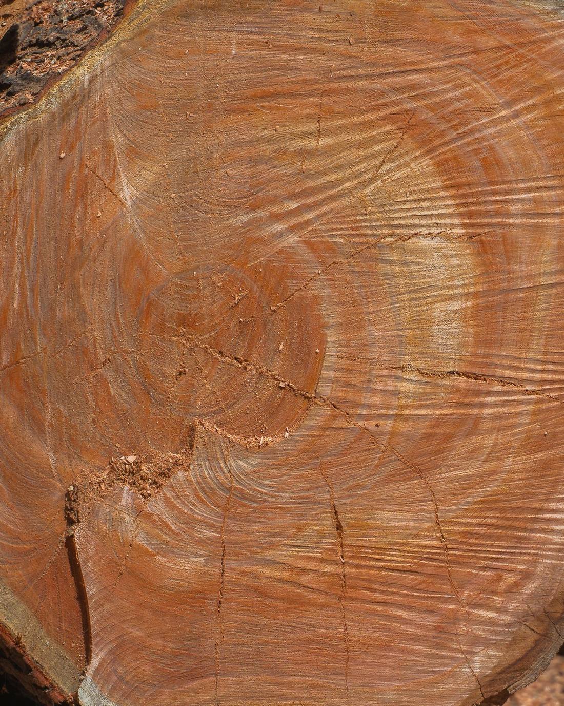 Cross-section of a Mogno Bahia® log showing the reddish heartwood